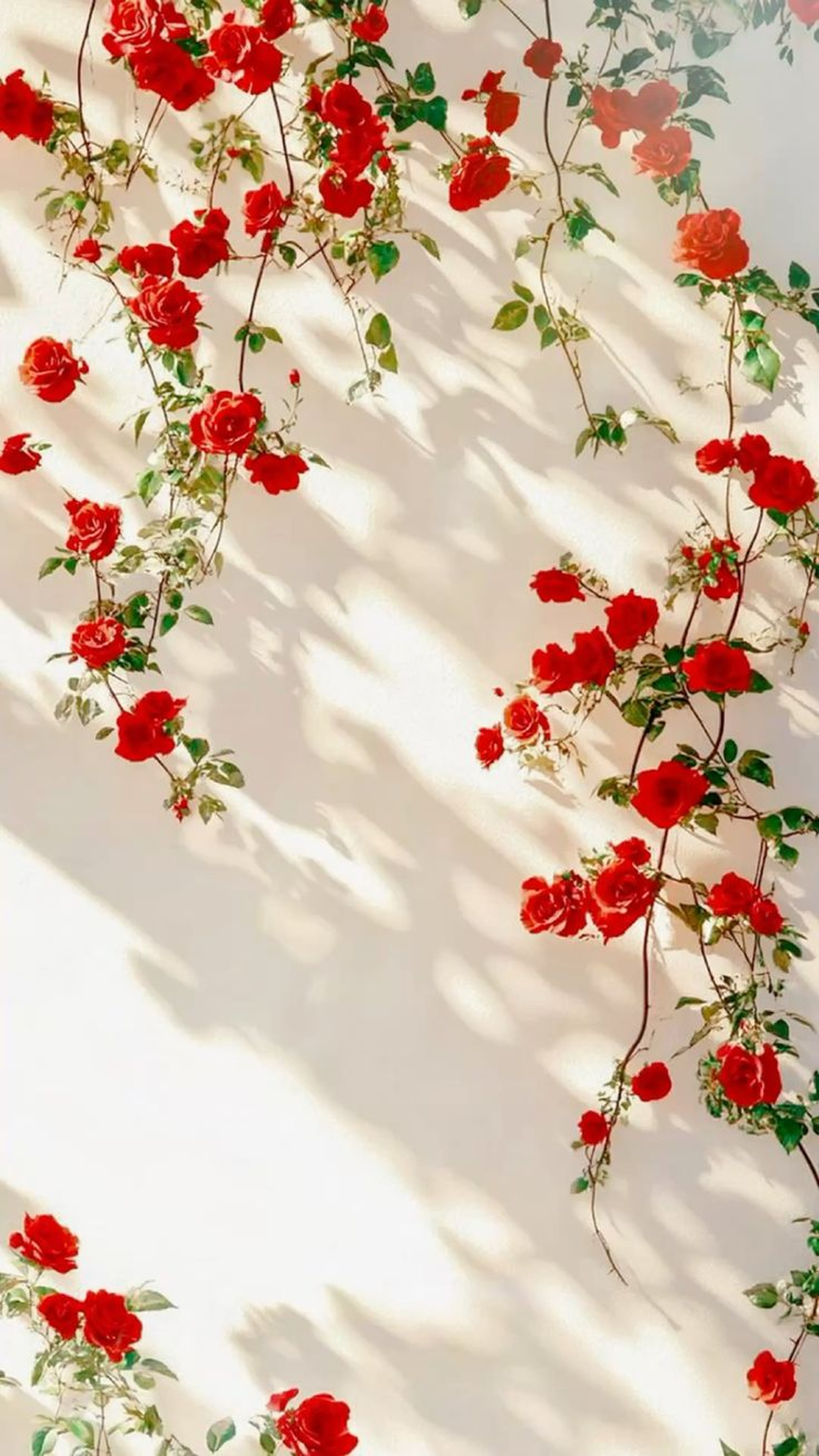 Sunlit Rose Wall Design Case